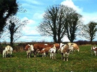 Grove Farm House Inistioge Exterior foto